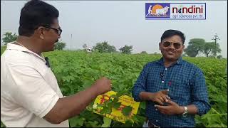 cotton variety  siddha Nandini seeds [upl. by Nalyak806]