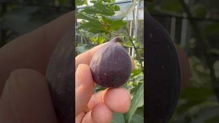 Crozes fig fruit farm garden farmersmarket gardening love nature world sun figs texas [upl. by Aiza210]