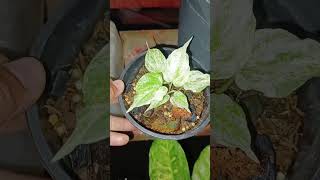 Update Anthurium Foliage Before amp After gardening [upl. by Enois]