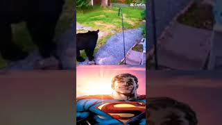 Dog vs bear🐻🐕‍🦺 🦸🏻👏🏻funny starman subscribe superman fyr like memes dog superhero [upl. by Ahsikram32]