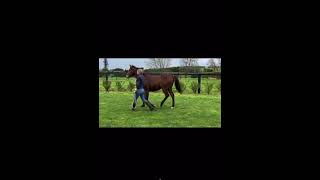 Blue Point yearling filly for sale [upl. by Nnaeirual]