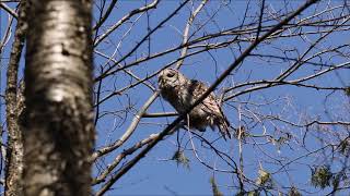 Breeding Pair of Barred Owls Exchange Calls [upl. by Alvarez982]