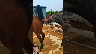 horse equestrian horselover horseriding animals funny remixart comedyfilms entertainment [upl. by Fablan847]