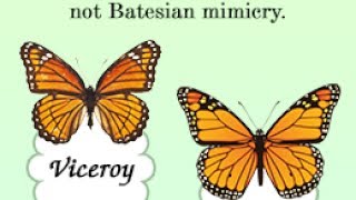 Batesian Mimicry Vs Mullerian Mimicry [upl. by Rodoeht]