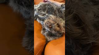 Living with a wirehaired pointing griffon wirehairedpointinggriffon [upl. by Nytsua]