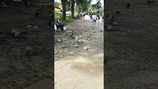 Šareni Praznik Golubovi i Papagaji u Zajedničkoj Gozbi🦜aves papagajparot street worldsnature [upl. by Ingraham999]