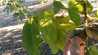 Juglans regia nogal  Las plantas de Teresa [upl. by Viv259]