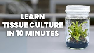 Tissue Culture Beginners Guide  Learn ALL the Basics [upl. by Miran]