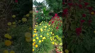 beautiful marigold flowerswinterflowers [upl. by Gathard]