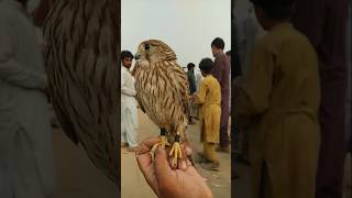 Commoncestrelkestrels love kestrel cestrelbirds birdslover petbird [upl. by Reeba]