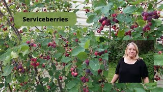 How to Grow and Care for Serviceberries [upl. by Asilegna983]