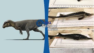 3 Nuove Specie di Dinosauri e Ibridi tra Storioni e Pesci Spatola  Science News [upl. by Tessie]