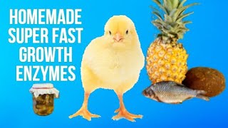 How to Make Chickens Grow Faster and Heavy  Protease Enzymes for Chickens [upl. by Leicester97]