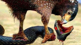 Terrible Giant Eagle Cut Off The Head Of Fierce Rattlesnake With Sharp Beak Like A Knife [upl. by Analram]