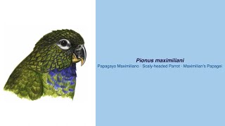 Video Encyclopedia of Parrot Species  276 Pionus maximiliani [upl. by Ahcmis]