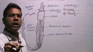 BALANOGLOSSUSClassificationExternal Morphology [upl. by Hodge]