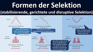 Formen der Selektion stabilisierende Selektion gerichtete Selektion disruptive Selektion [upl. by Breskin360]