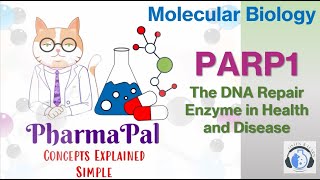 PARP1 The DNA Repair Enzyme in Health and Disease 📺⚕️🙍‍♀️📚🧬 [upl. by Aduh]