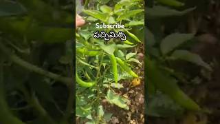 Maa gardenlo kasina pachhi mirchi subscribe ytshorts [upl. by Nnaesor101]