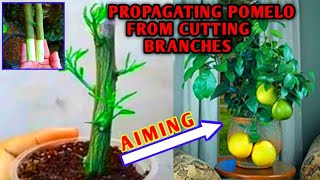 how to propagate pomelo by cutting branches [upl. by Adnolrehs668]