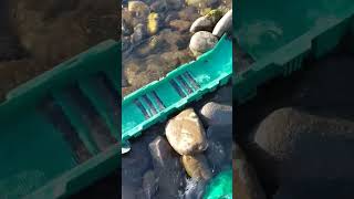 Lots of Shiny Gold on the beautiful Oregon Coast nature oregon gold goldprospecting beach [upl. by Binette]