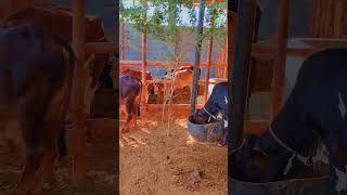 Cow kidscow cute farm calf vlog [upl. by Verlee]