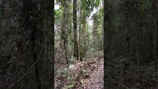 Follow the trail  Binna Burra  Lamington National Park  australia  queensland [upl. by Lihka]