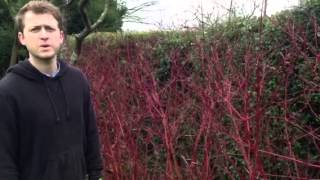 Plant ID guide  Cornus dogwood [upl. by Garber]