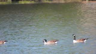 A gaggle of geese swimming [upl. by Cressi377]