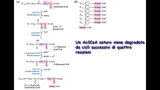 Catabolismo del Glicerolo e di tutte le tipologie di Acidi Grassi [upl. by Schrick]