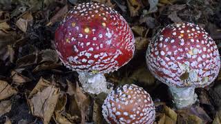 Fly agaric fungi timelapse UHD 4K [upl. by Inaja]