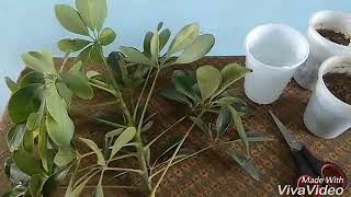 How to grow schefflera through cuttings easily [upl. by Adaha]