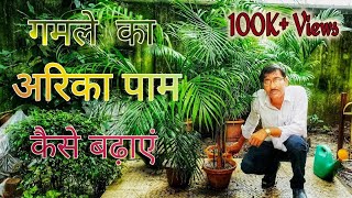 गमले के अरिका पाम की संख्या कैसे बढ़ाएं  Propagate Areca Palm in Nursery Method [upl. by Timmie]