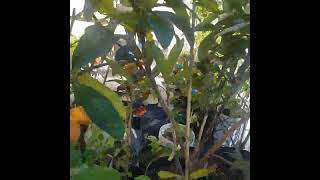 Loquat Fruit  SanjoVictoryGarden [upl. by Atinrahc827]