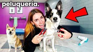 Le CORTO el PELO a mi CACHORRA despeluchada ✂️ la paciencia de Natti es legendaria jajjaj [upl. by Ellenor]