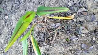 Curcuma Caesia Rhizomes [upl. by Eetnwahs]