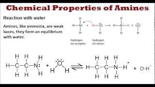 Amines Chemical Properties Part 1 [upl. by Anneirb]