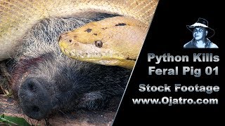 Python Kills Wild Boar 01 Stock Footage [upl. by Serg]