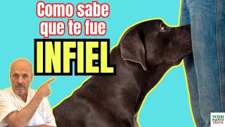 👿 ¿COMO DETECTAN LOS PERROS LA INFIDELIDAD DE TU PAREJA CAMBIOS DE COMPORTAMIENTO DE ESTOS PERROS 👿 [upl. by Dranik323]