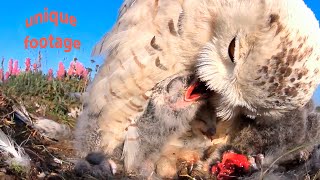 Snowy owl’s story from eggs to big chicks [upl. by Hseham]