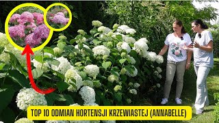 Top 10 hortensji krzewiastej  drzewiastej Uprawa wymagania i najładniejsze odmiany Annabelle [upl. by Moreta424]