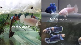 Betta breeding results  two generation [upl. by Frank]