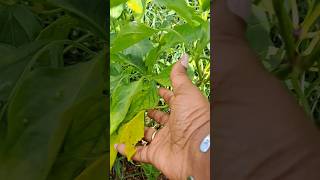 HOW TO CORRECT YELLOW LEAVES ON PEPPER PLANTS [upl. by Mak]