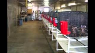 Commercial Dog Kennels [upl. by Grier]