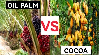 Oil Palm Vs Cocoa Farming  Which is More Profitable [upl. by Nadaba]