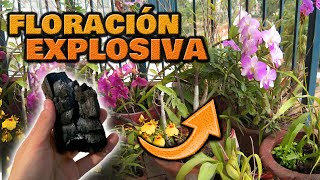 Floración TREMENDA Abono CASERO para Plantas  Fertilizante Casero para Hacer Florecer Orquídeas [upl. by Fiona756]