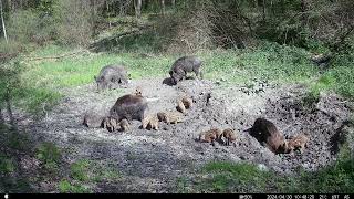 Młode dziki pasiaki i lochy 🐗🐗🐗 redleafrd3049pro dziki cameratrap [upl. by Mickelson500]