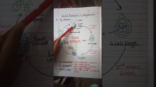 Asexual reproduction in chlamydomonas algae [upl. by Westberg]