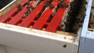 Hive inspection in hertfordshire  buzzworks 2010 [upl. by Enilraep243]