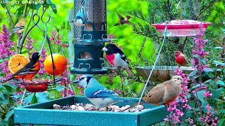 🔴LIVE Cottage Garden Bird Feeder Woodpeckers Hummingbirds Cardinals and baby fledgling birds [upl. by Milzie]